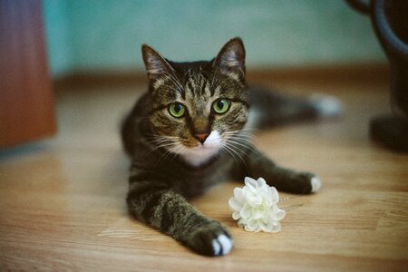 Predator animals meow