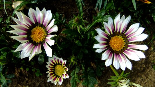 Garden in the summer of petals
