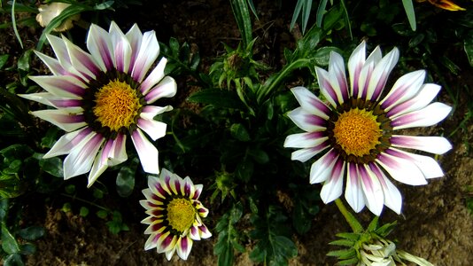 Garden in the summer of petals photo