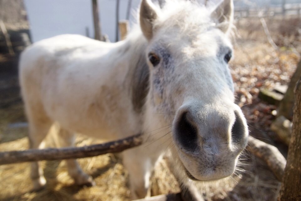 Horse horse riding animal