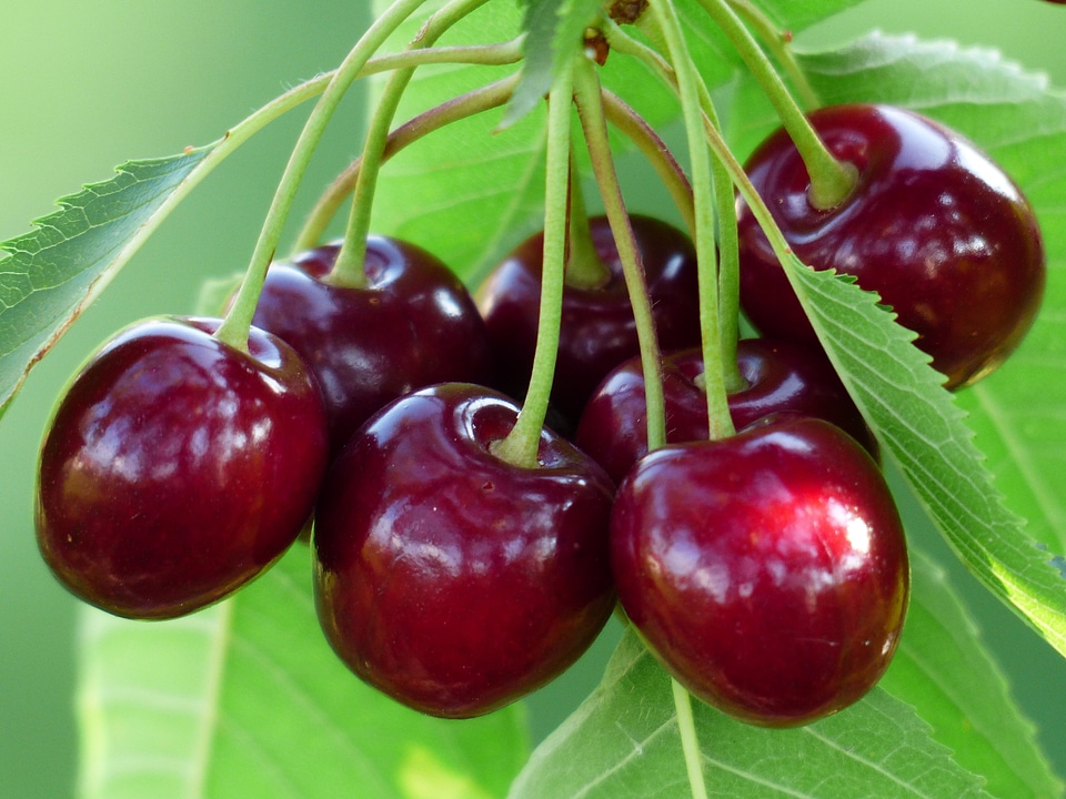 Fruit healthy leaves