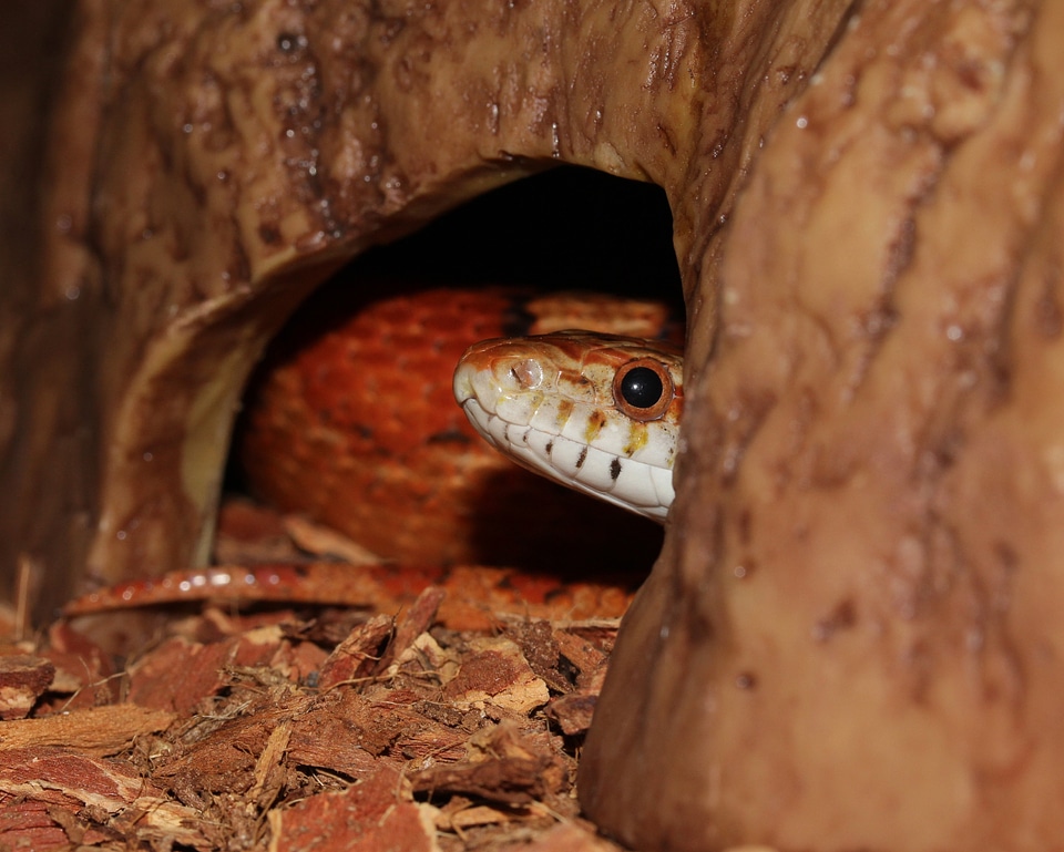 Terraristik scale reptile