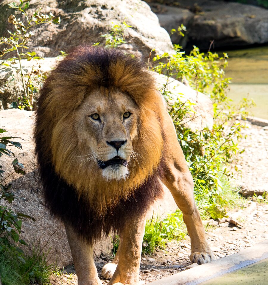 Wild animal animal mammal