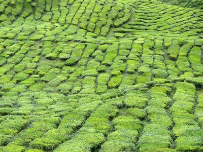 Tea plantation landscape green