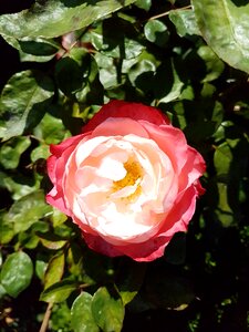 Rose blossom bloom