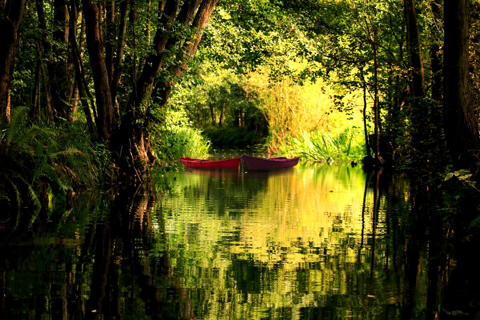 Nature trees woods