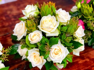 Love fragrance roses bloom photo