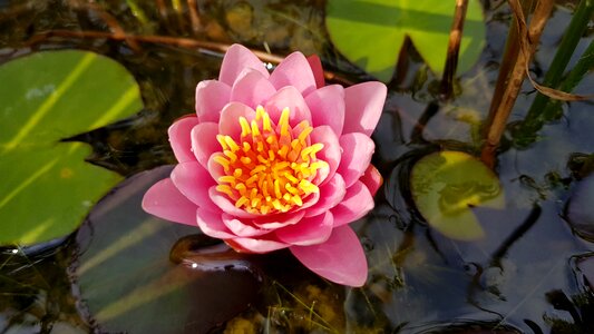 Pond water nature