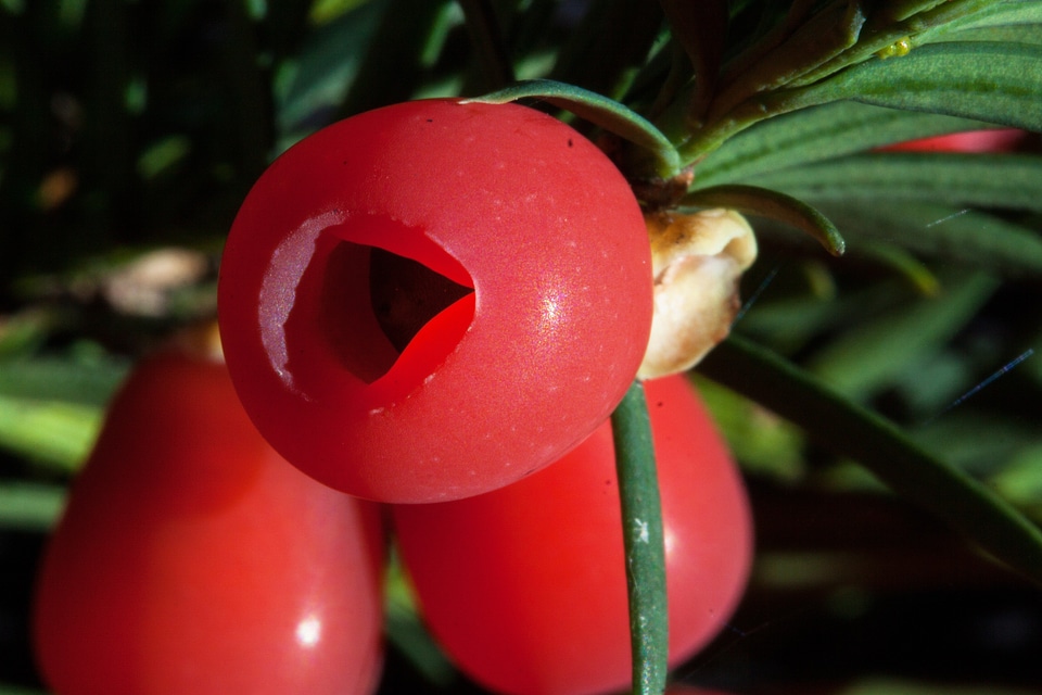 Bush evergreen taxaceae