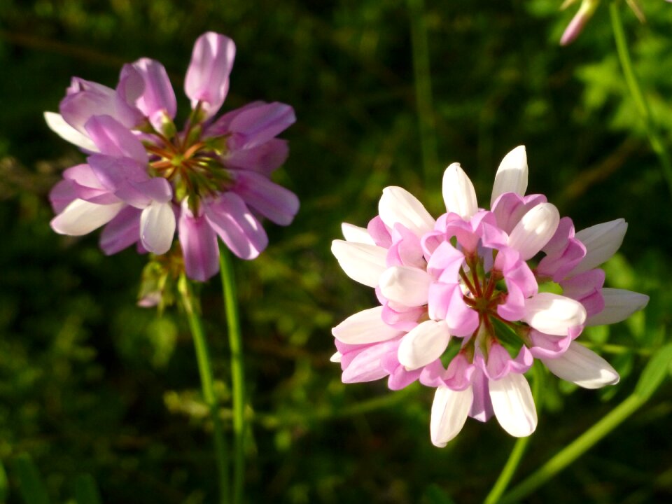 Nature blossom summer