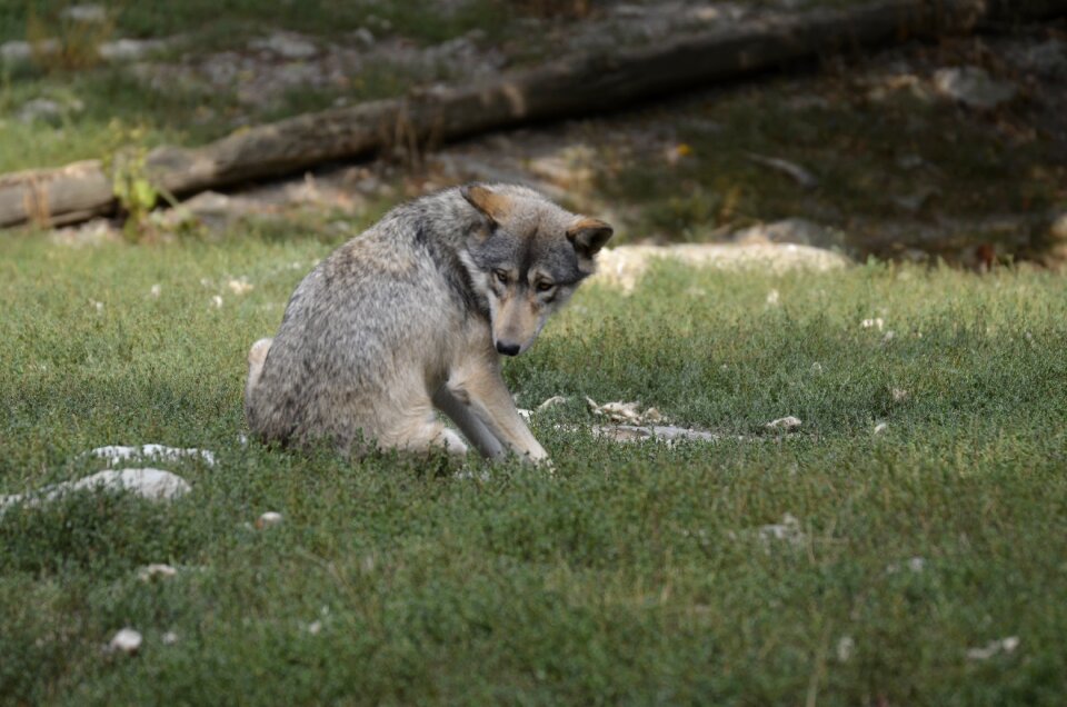 Wolves nature wild animal