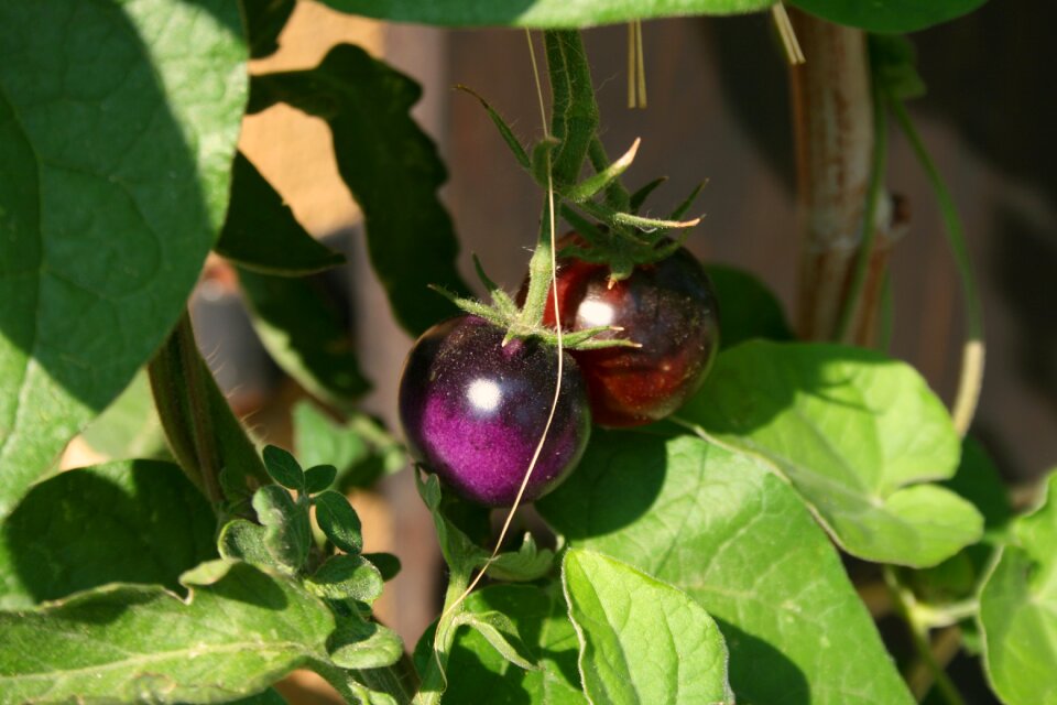 Plant garden purple tomatoes