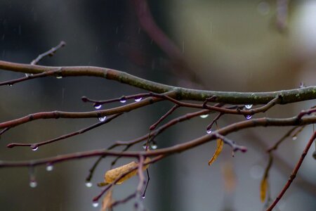 Close up drop of water branches