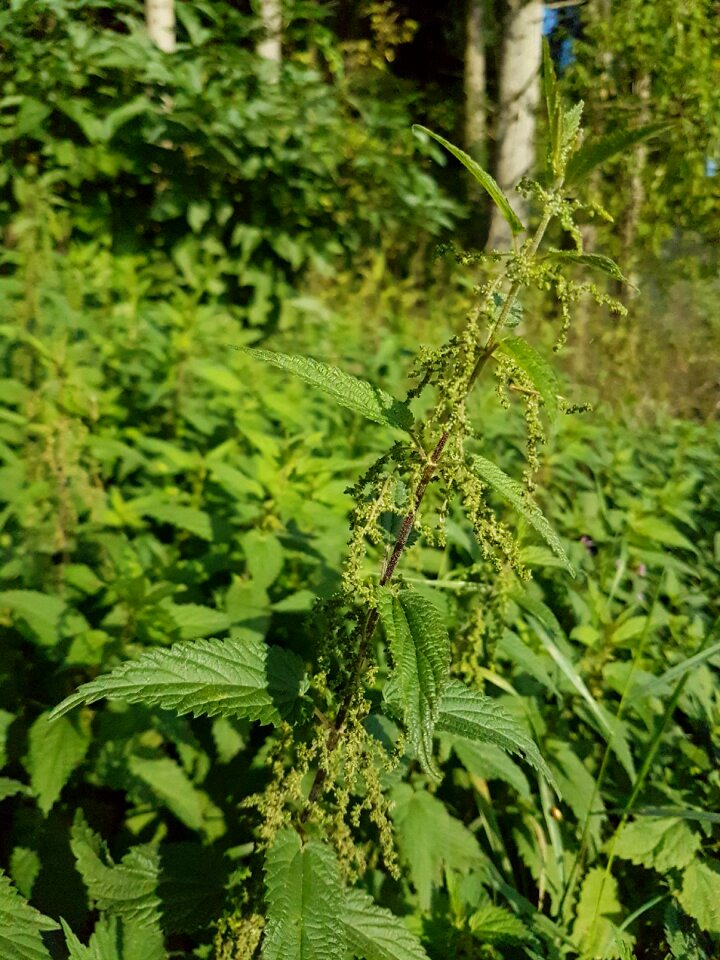 Leaves green forest