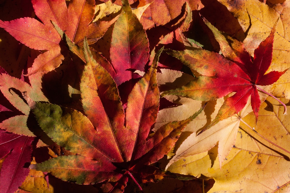 Leaves leaves in the autumn colorful