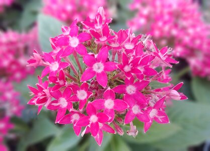 Pink flower egypt by flower sejong city photo