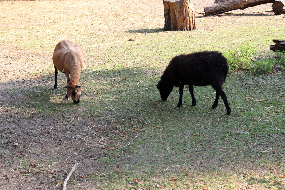 Animals nature biology