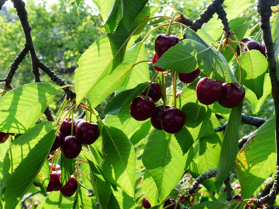Fruit healthy leaves