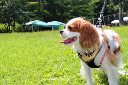 Cavalier pet animal