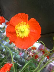 Bloom petals