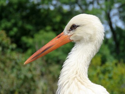 Birds nature pen