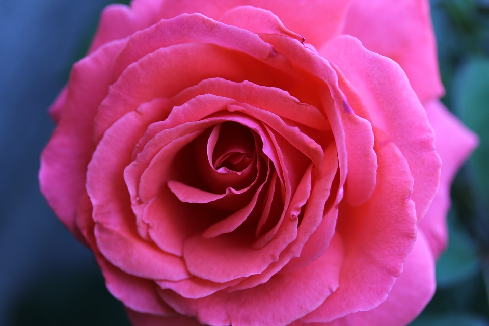 Petals nature plant