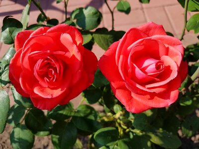 Romance love human