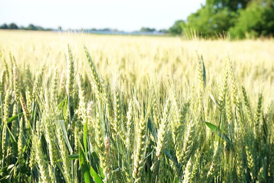 Agriculture harvest crop photo