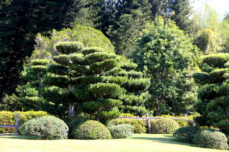 Green summer trees