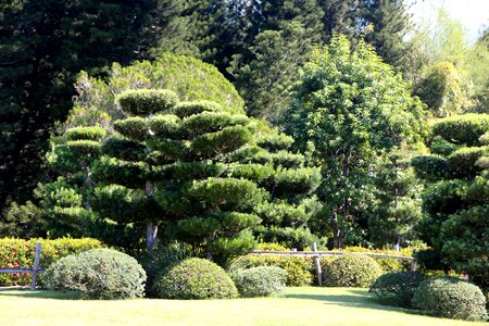 Green summer trees