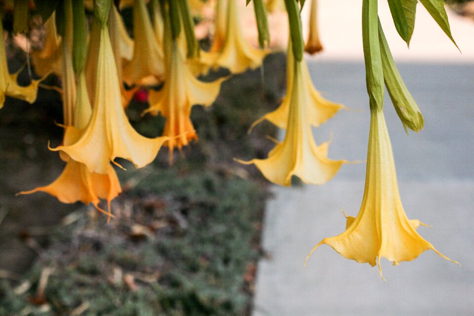 Flowers leaves ornamental trees the garden