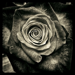Flower red roses love