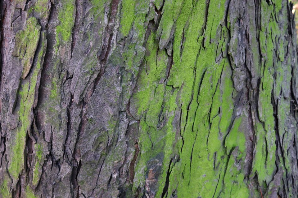 The bark forest green