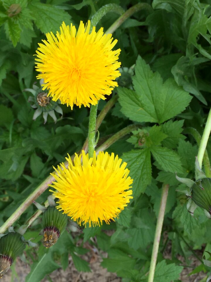 Blossom bloom plant