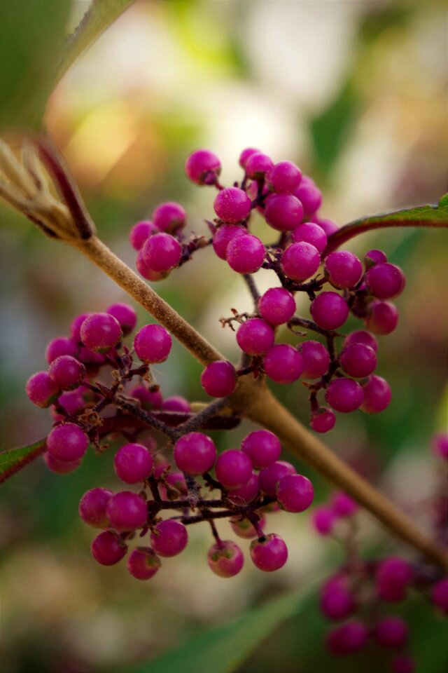 Garden park plant