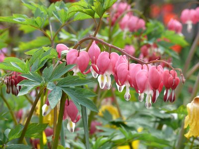 Bleeding heart pink heart shaped