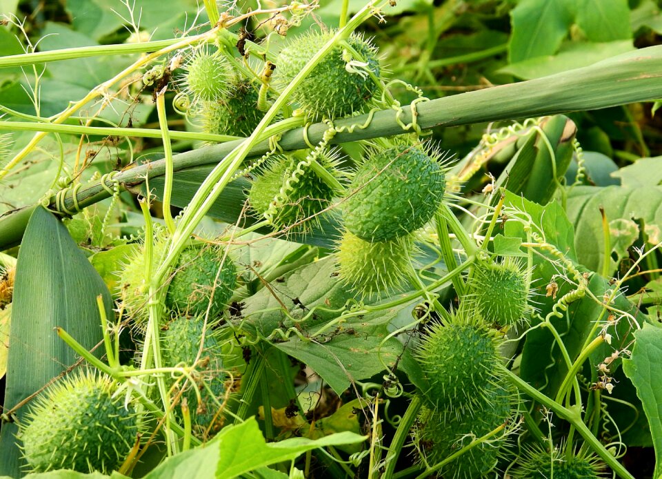 Wild cucumber nature plant