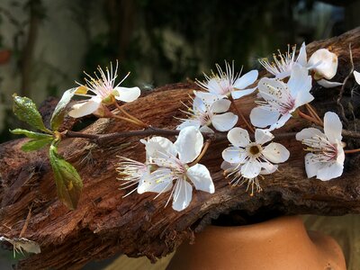 White spring flowers