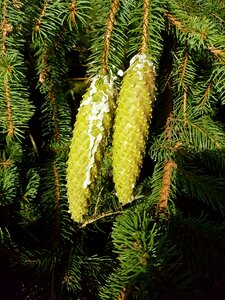 Conifer branch resin