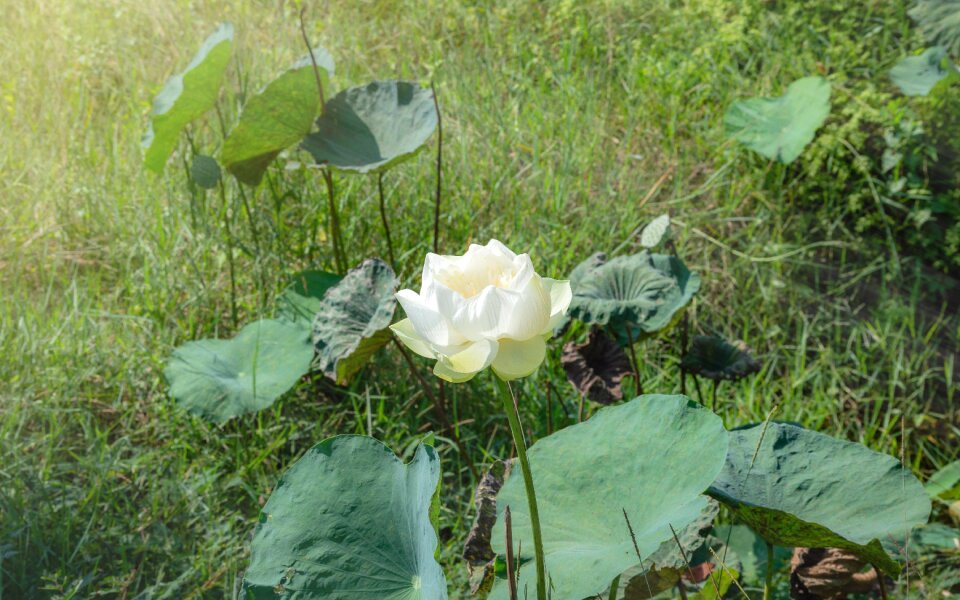 Summer green plant