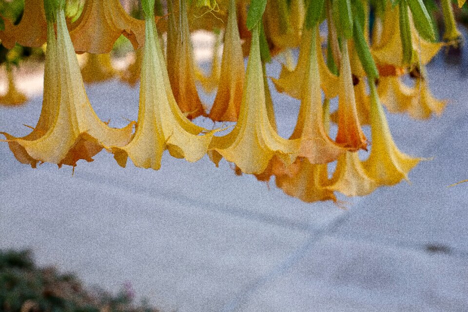 Flowers leaves ornamental trees the garden