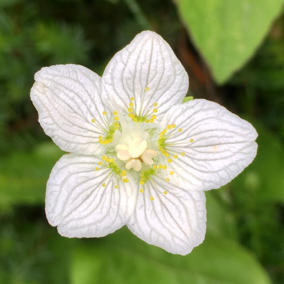 Flower nature vegetable