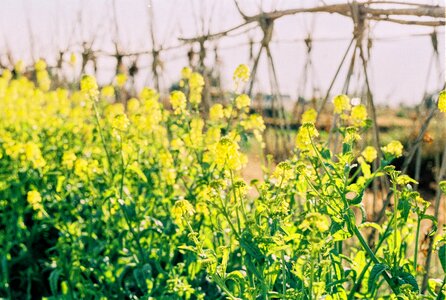 Vegetable fields cole film photo