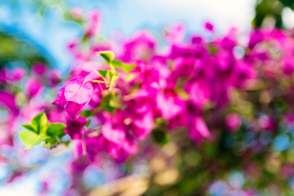 Sky nature quilz tamay