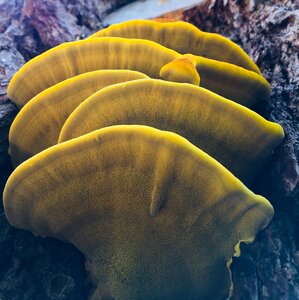 Color natural fungus