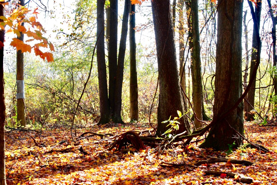 Green fall autumn
