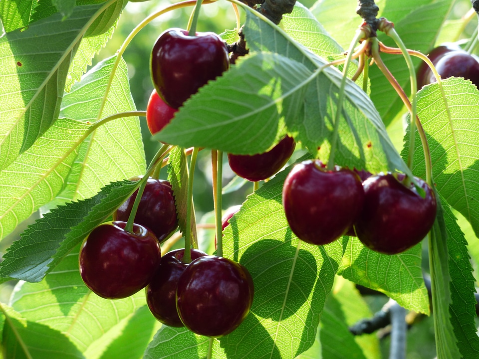 Fruit healthy leaves