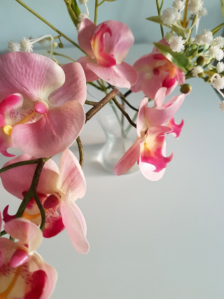 Orchids plants
