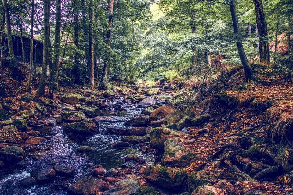 Water nature autumn