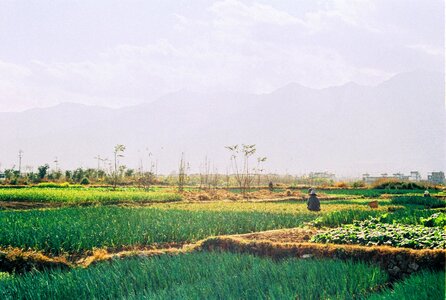 Vegetable fields cole film photo